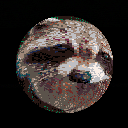 Raccoon Ball